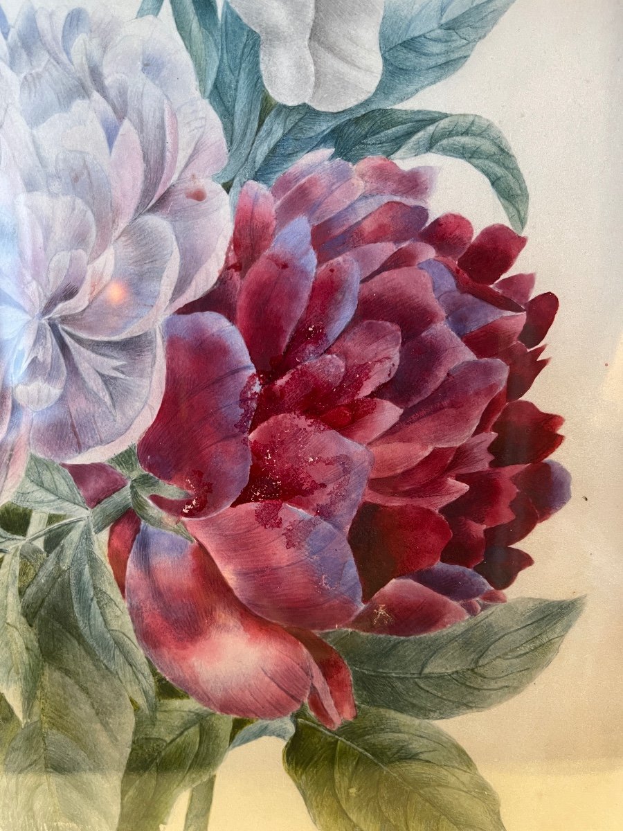 Peonies On Vellum Paper, 19th Century Watercolor-photo-4