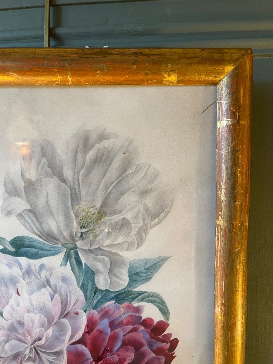 Peonies On Vellum Paper, 19th Century Watercolor-photo-2