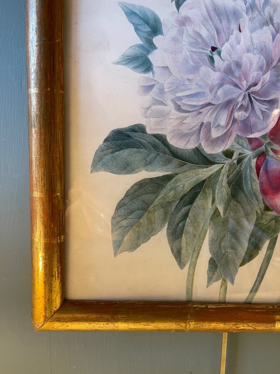 Peonies On Vellum Paper, 19th Century Watercolor-photo-3