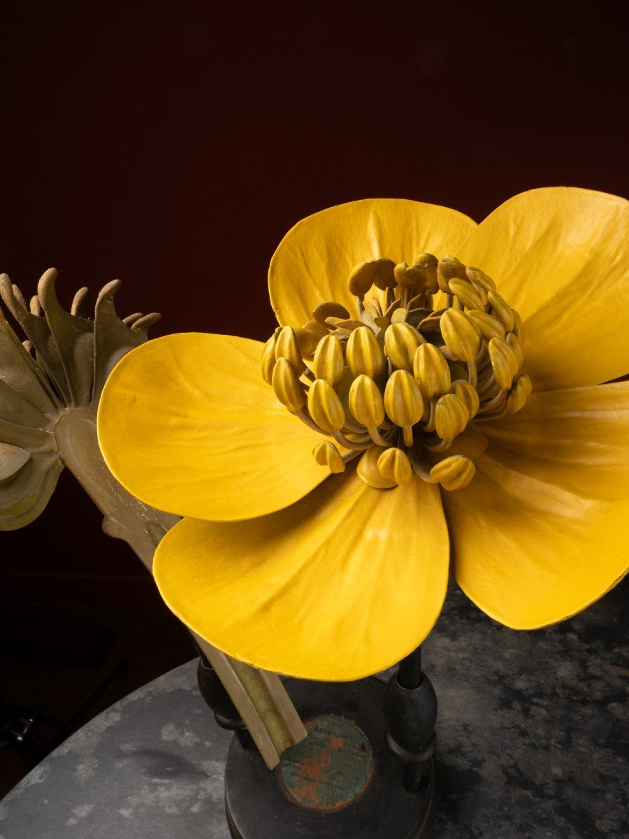 Modèle Botanique D’une Fleur De Bouton D’or Par R. & R. Brendel-photo-2