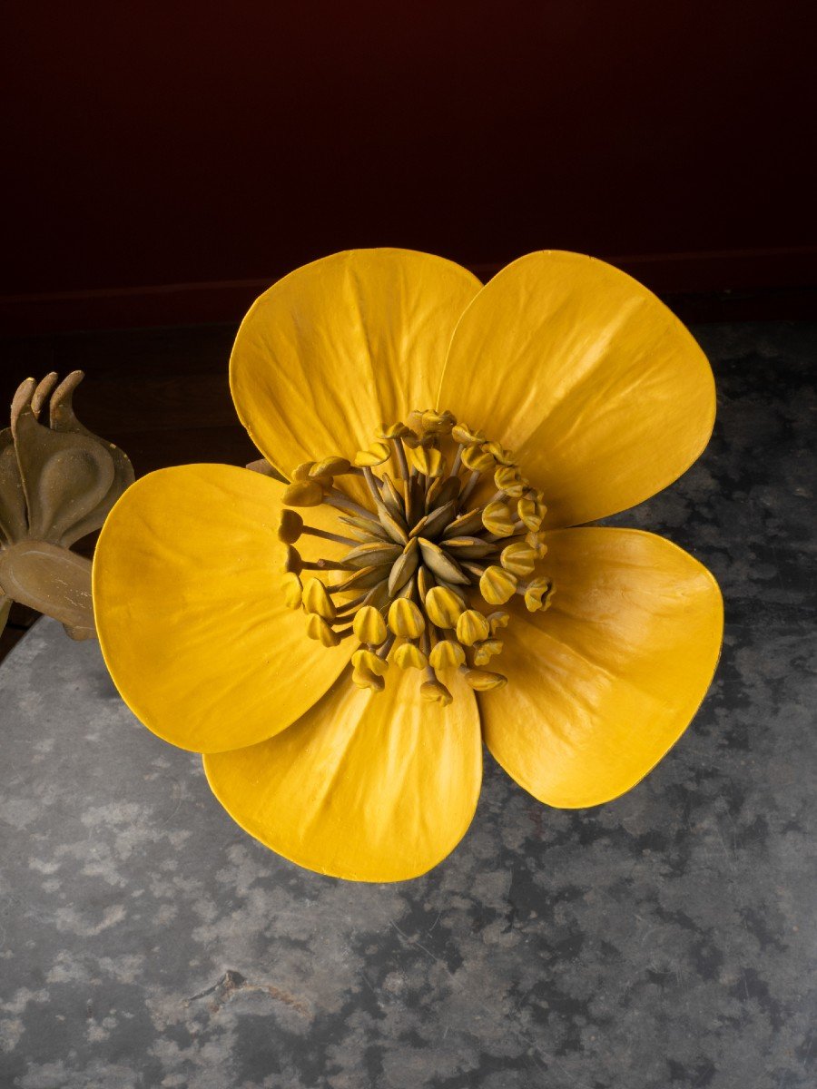 Modèle Botanique D’une Fleur De Bouton D’or Par R. & R. Brendel-photo-3