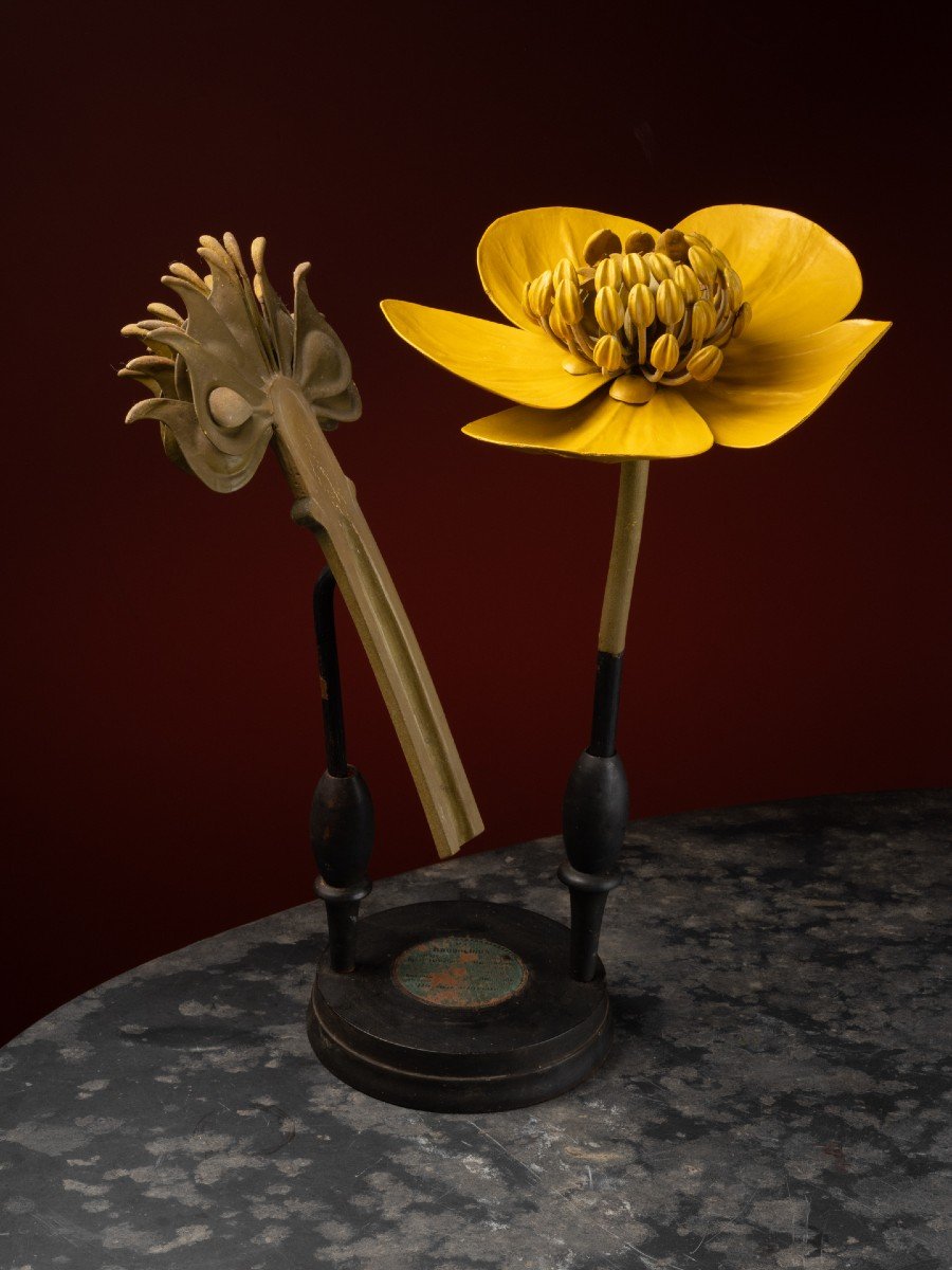 Modèle Botanique D’une Fleur De Bouton D’or Par R. & R. Brendel