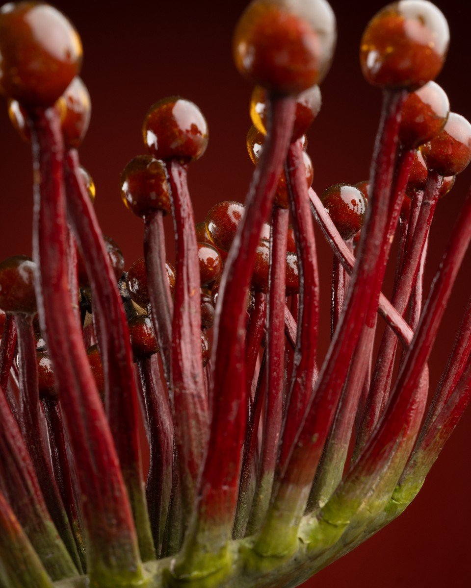 Botanical Model Of A Carnivorous Plant (drosera Rotundifolia) By Robert And Reinhold Brendel-photo-2