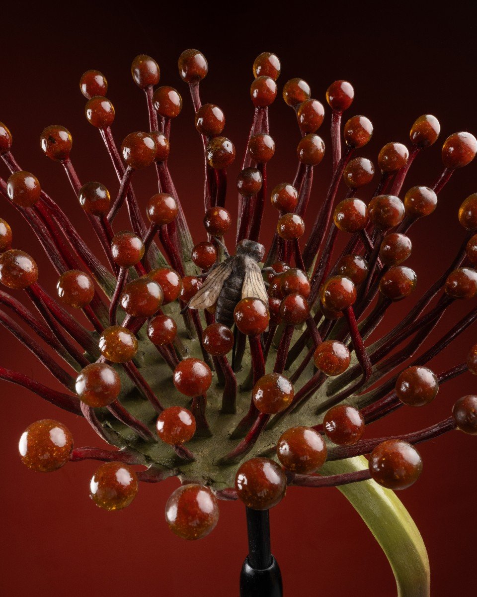 Botanical Model Of A Carnivorous Plant (drosera Rotundifolia) By Robert And Reinhold Brendel-photo-4