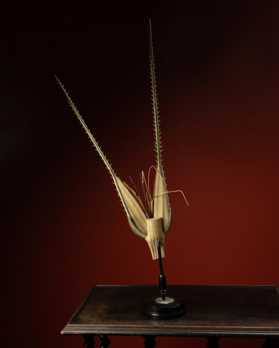 Botanical Model Of A Rye Spikelet (secale Cereale) By Robert Brendel, Ca. 1900-photo-3