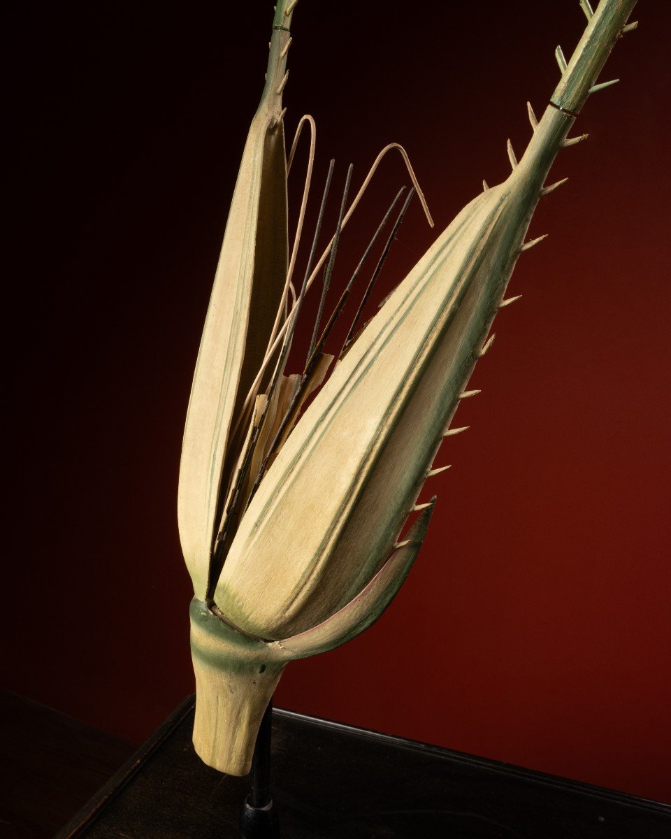 Botanical Model Of A Rye Spikelet (secale Cereale) By Robert Brendel, Ca. 1900-photo-4