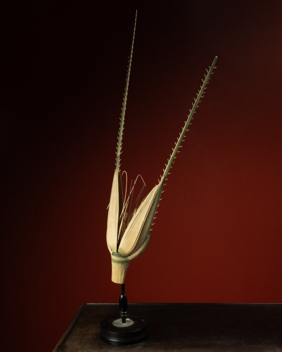 Botanical Model Of A Rye Spikelet (secale Cereale) By Robert Brendel, Ca. 1900