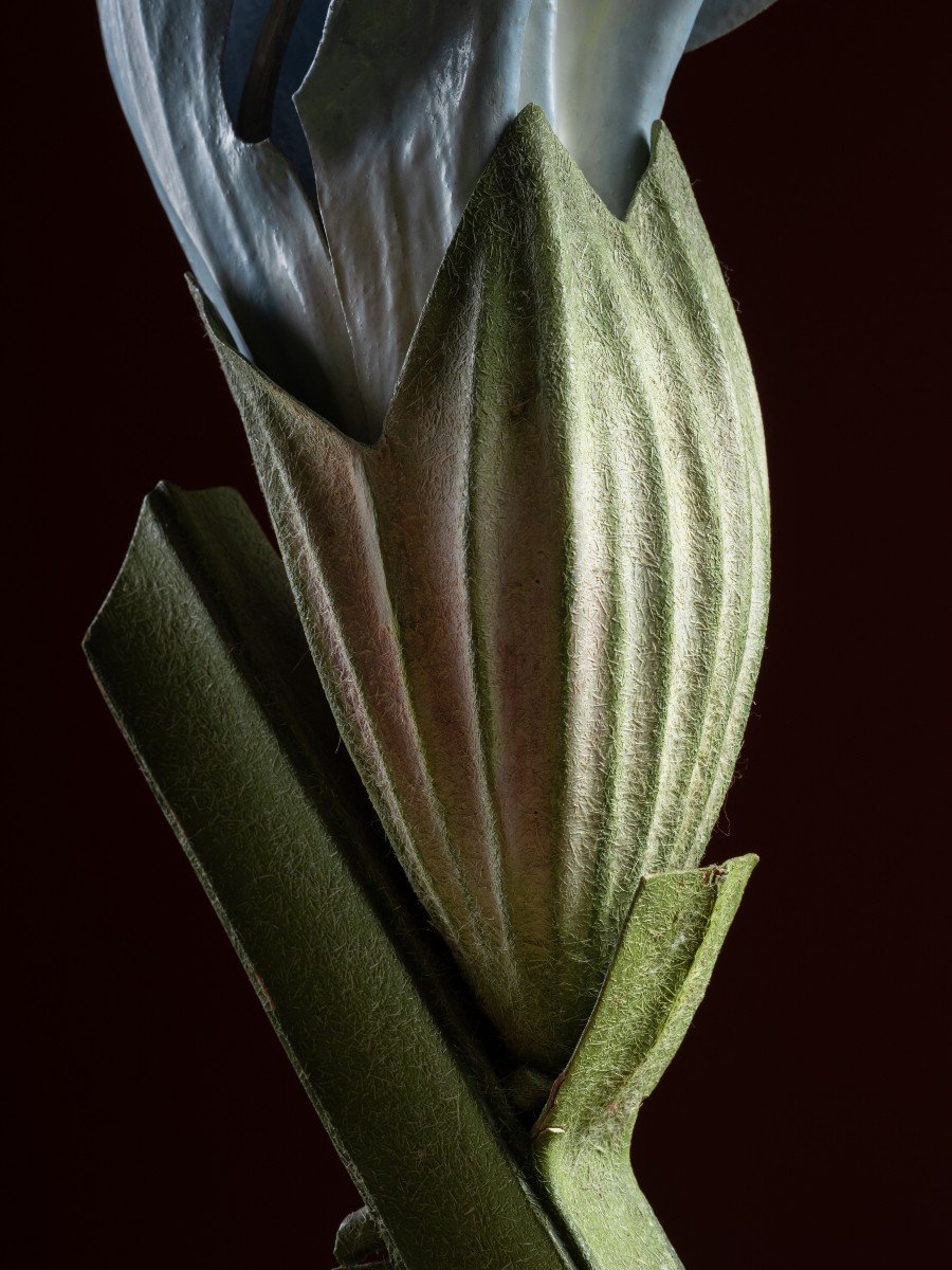 Modèle botanique d'une Fleur de Sauge, par Robert Brendel-photo-3