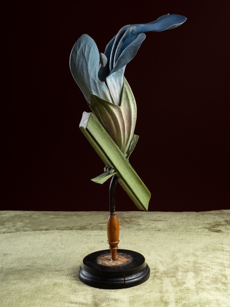 Modèle botanique d'une Fleur de Sauge, par Robert Brendel-photo-4