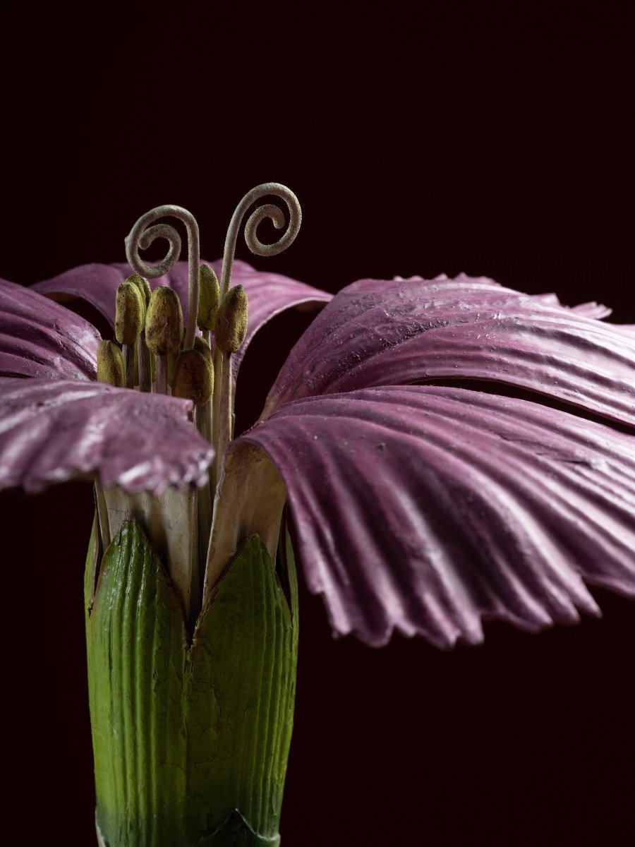 Modèle botanique d'un Œillet (Dianthus caryophyllus) par Robert Brendel-photo-2