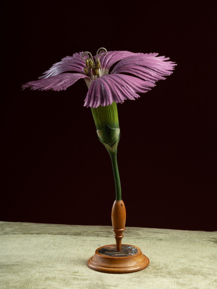 Modèle botanique d'un Œillet (Dianthus caryophyllus) par Robert Brendel-photo-3