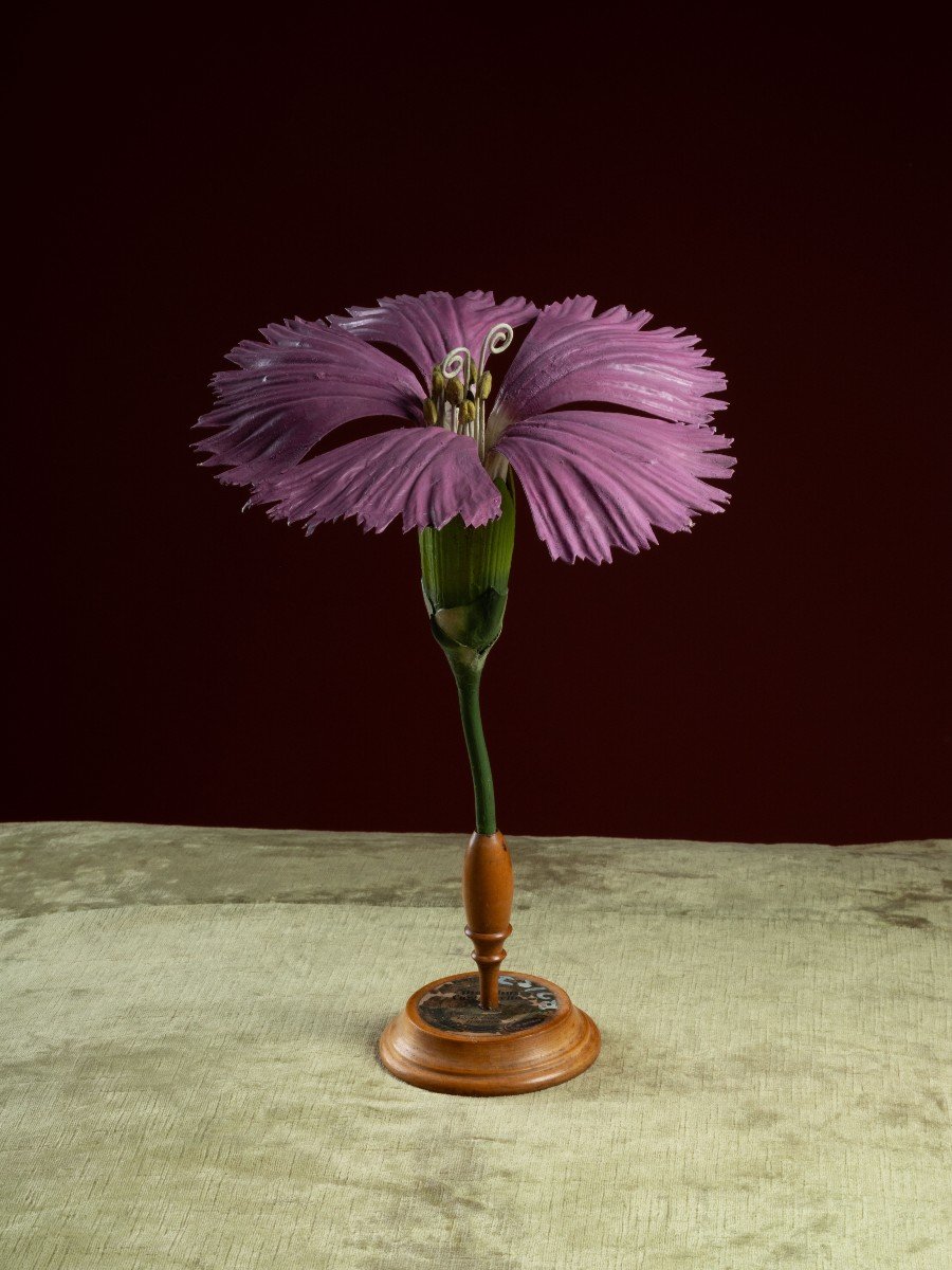 Modèle botanique d'un Œillet (Dianthus caryophyllus) par Robert Brendel