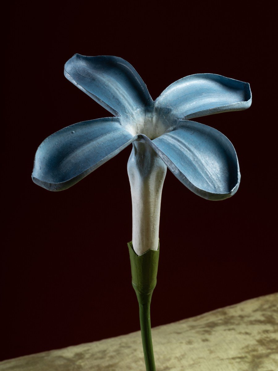 Modèle botanique d'une Fleur de Lilas (Syringa vulgaris) par Robert Brendel-photo-2