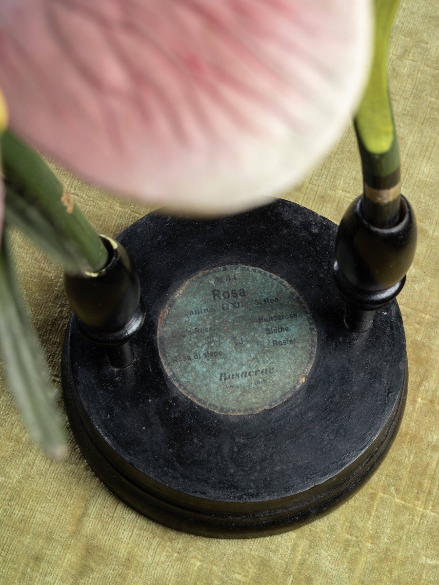 Modèle botanique d'une fleur d’Églantier (Rosa canina) par Reinhold Brendel-photo-2