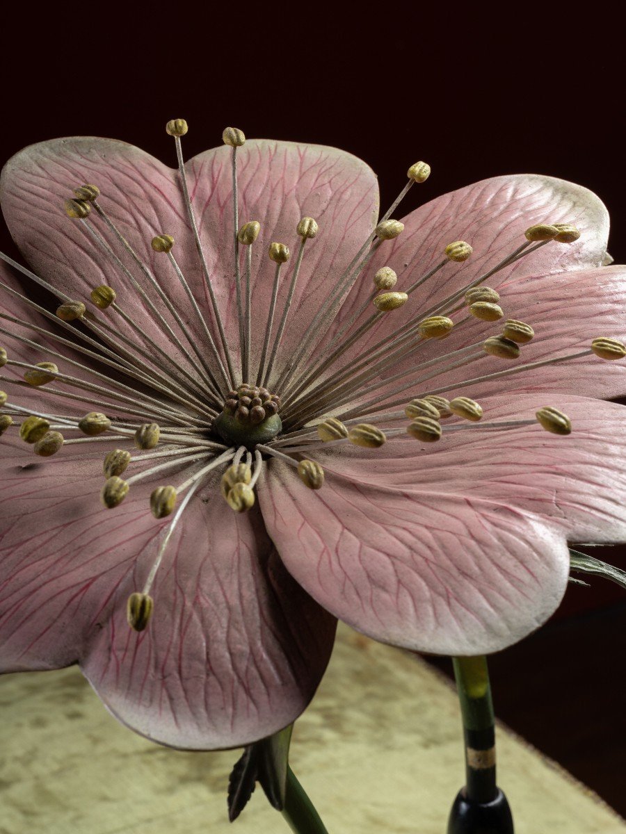 Modèle botanique d'une fleur d’Églantier (Rosa canina) par Reinhold Brendel-photo-4