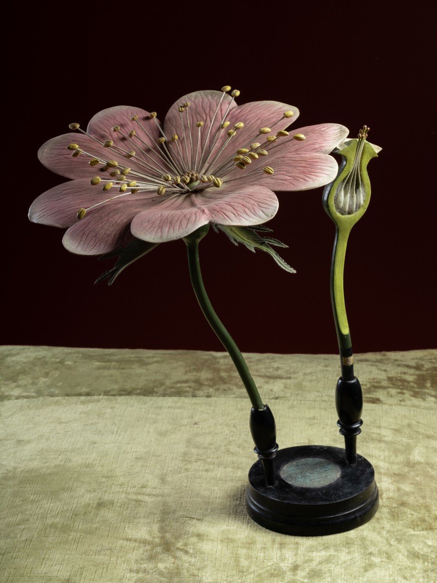 Modèle botanique d'une fleur d’Églantier (Rosa canina) par Reinhold Brendel