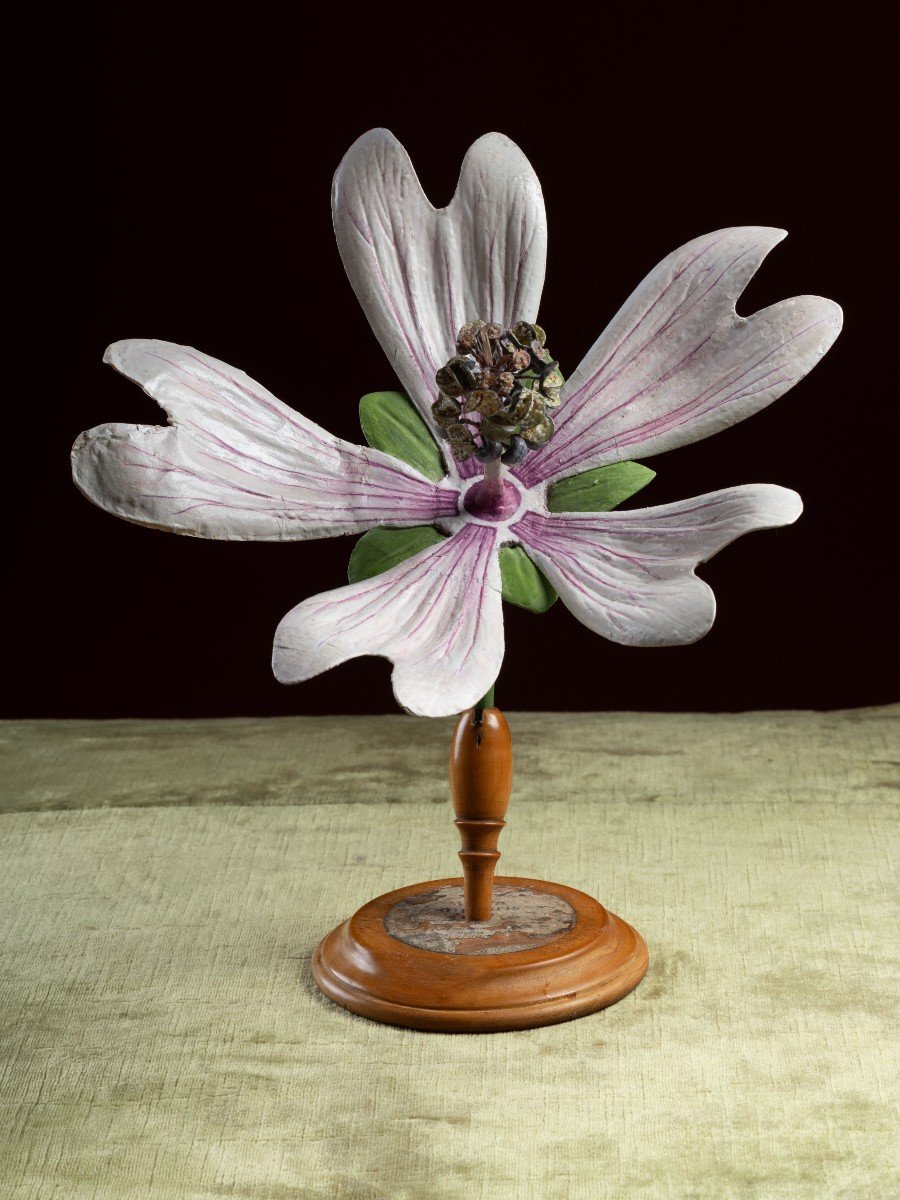 Modèle botanique d'une Mauve sylvestre (Malva sylvestris) par Robert Brendel-photo-2