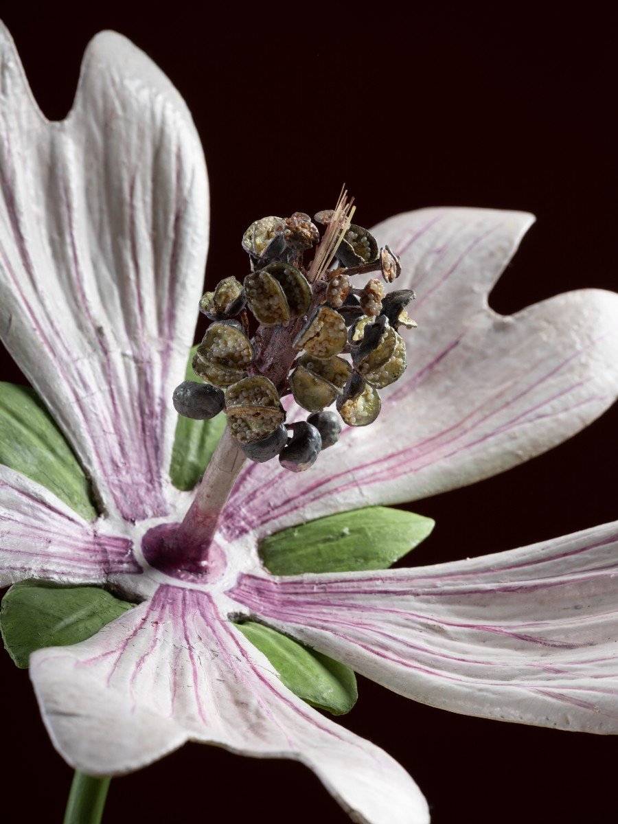 Modèle botanique d'une Mauve sylvestre (Malva sylvestris) par Robert Brendel-photo-4