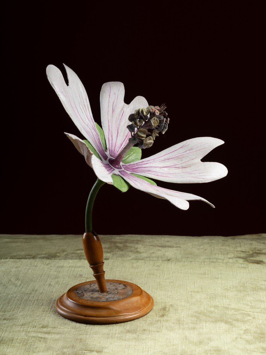 Modèle botanique d'une Mauve sylvestre (Malva sylvestris) par Robert Brendel