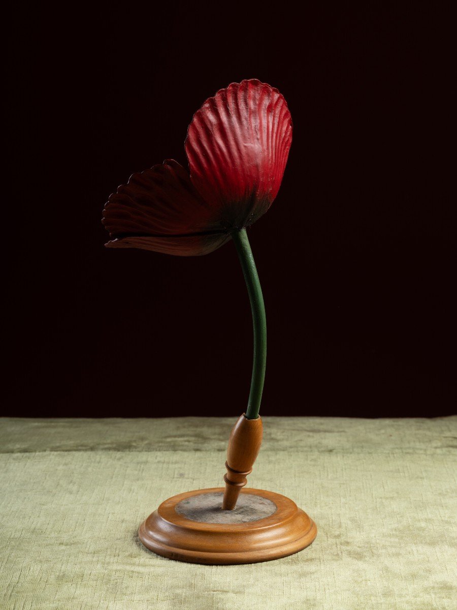 Modèle botanique d'un Coquelicot (Papaver rhoeas) par Robert Brendel-photo-2