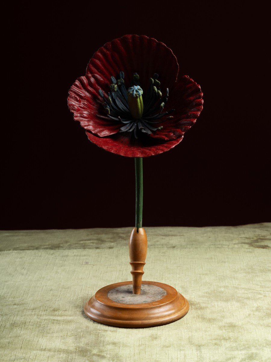 Modèle botanique d'un Coquelicot (Papaver rhoeas) par Robert Brendel-photo-3