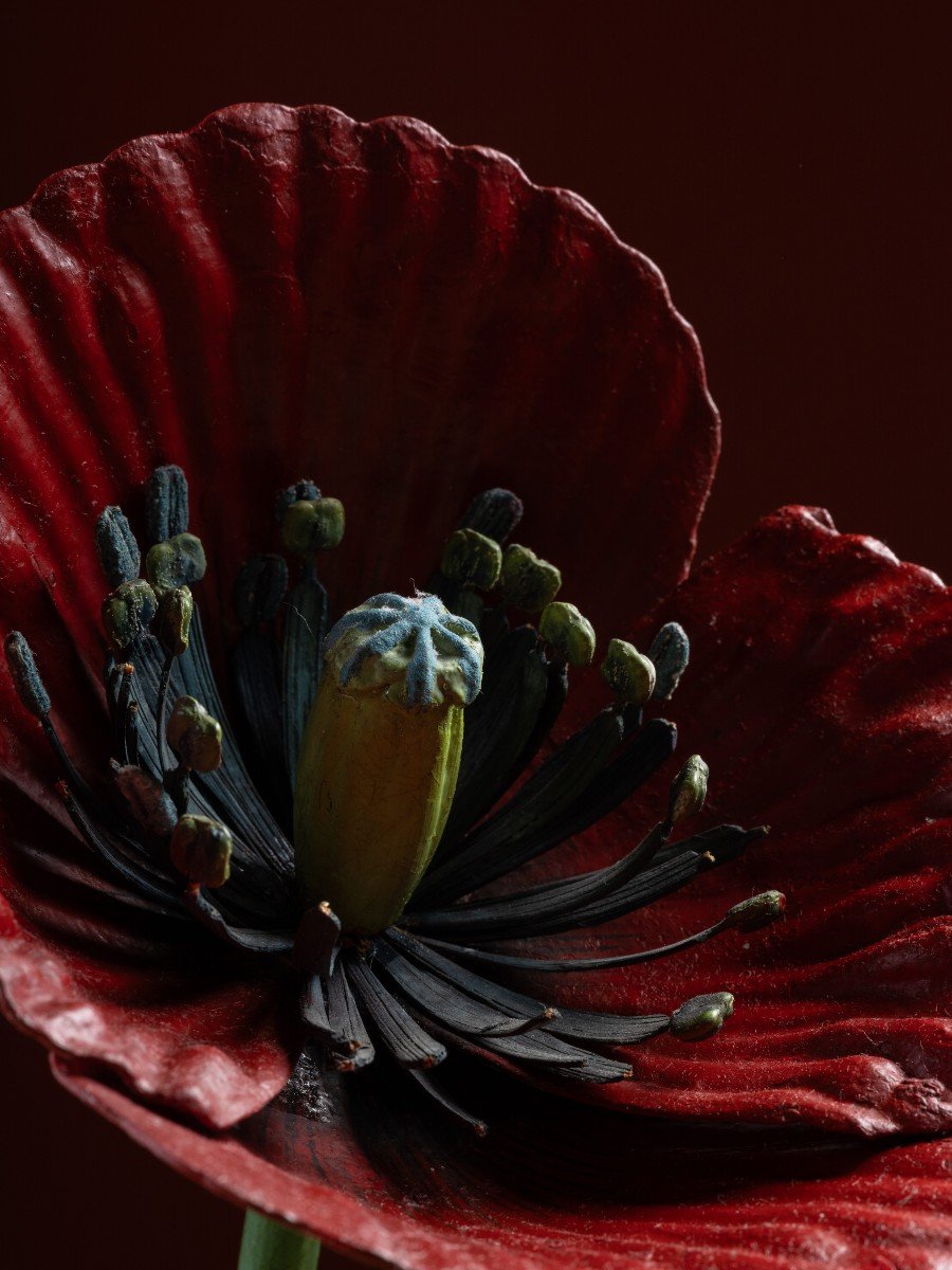 Modèle botanique d'un Coquelicot (Papaver rhoeas) par Robert Brendel-photo-4