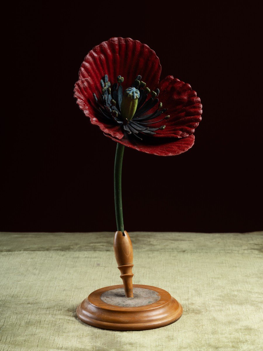 Modèle botanique d'un Coquelicot (Papaver rhoeas) par Robert Brendel