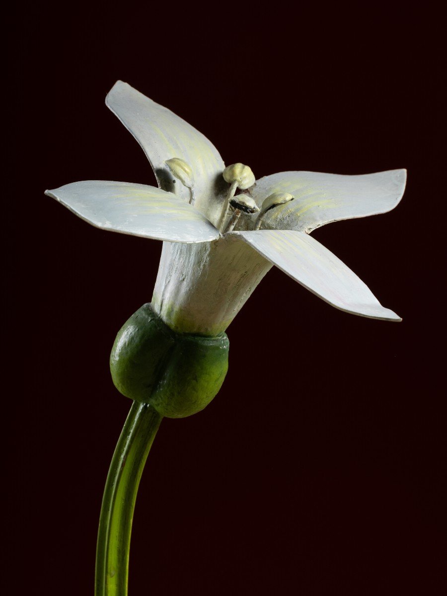 Modèle botanique d'une fleur d'Aspérule odorante (Asperula odorata) par Robert Brendel-photo-2