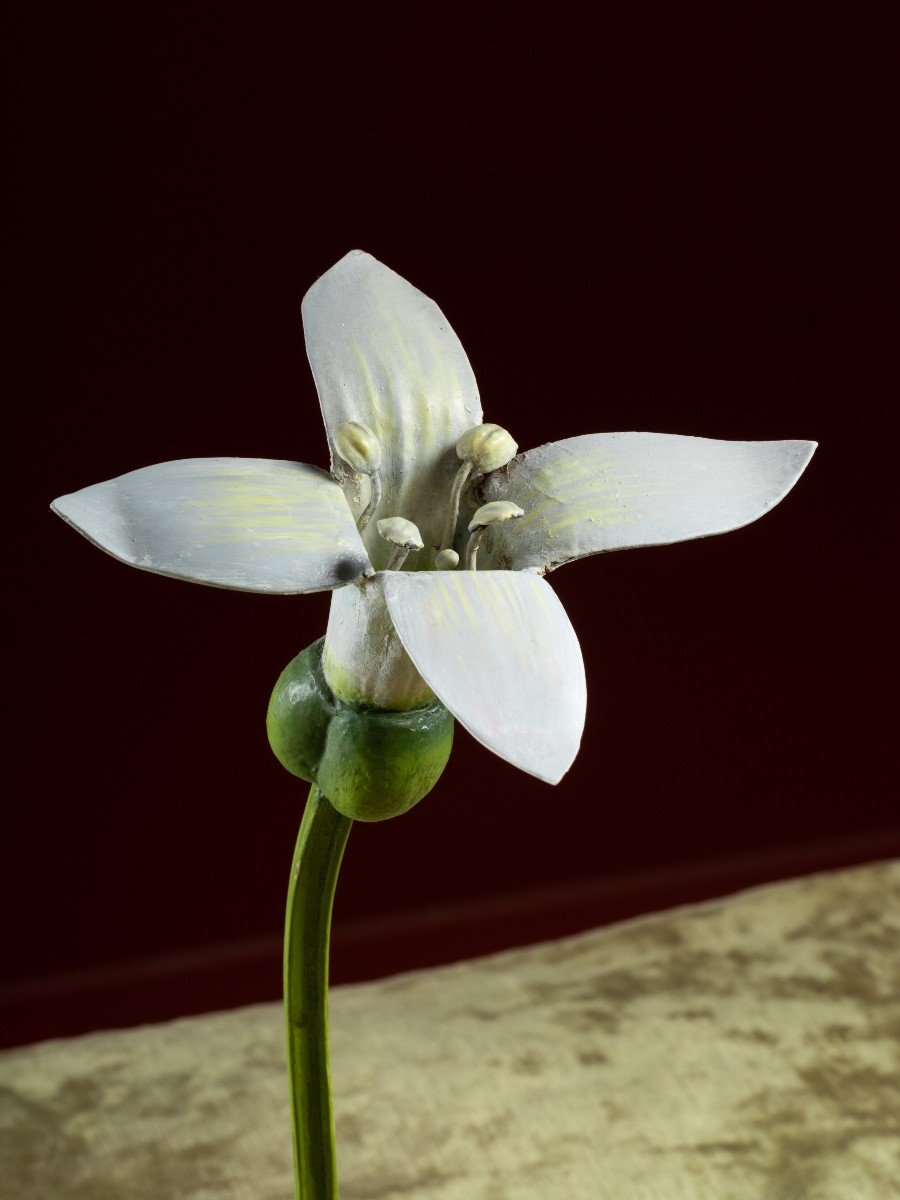 Modèle botanique d'une fleur d'Aspérule odorante (Asperula odorata) par Robert Brendel-photo-3