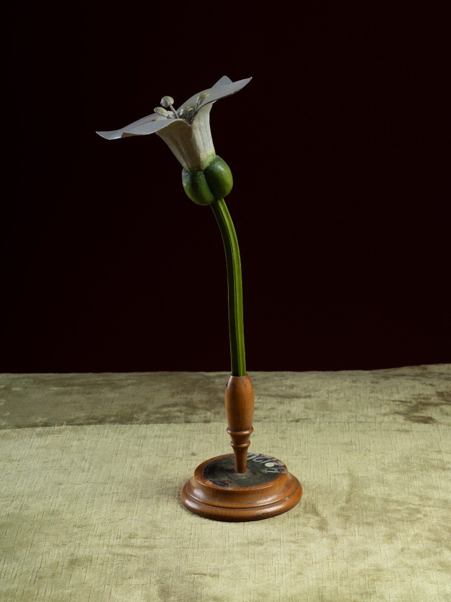 Modèle botanique d'une fleur d'Aspérule odorante (Asperula odorata) par Robert Brendel-photo-4