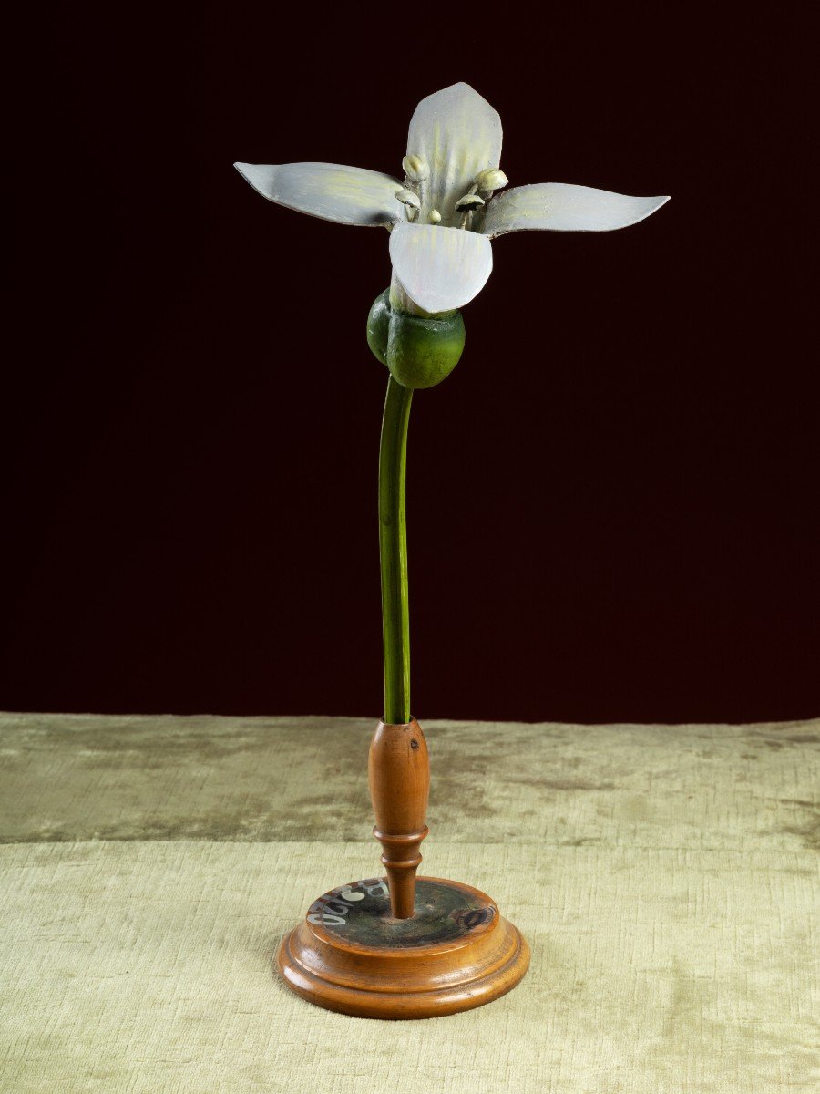 Modèle botanique d'une fleur d'Aspérule odorante (Asperula odorata) par Robert Brendel