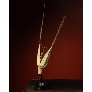 Botanical Model Of A Rye Spikelet (secale Cereale) By Robert Brendel, Ca. 1900