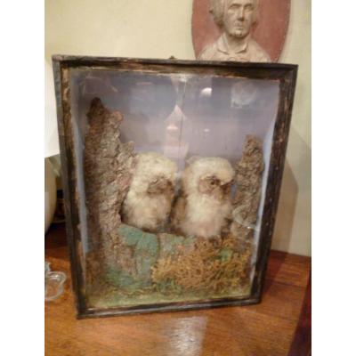 Owls Naturalized Cabinet Curiosity Start XIX E Century