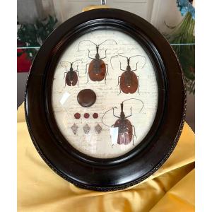 Napoleon III Oval Wall Frame - Scarab Insects - Cabinet Of Curiosities