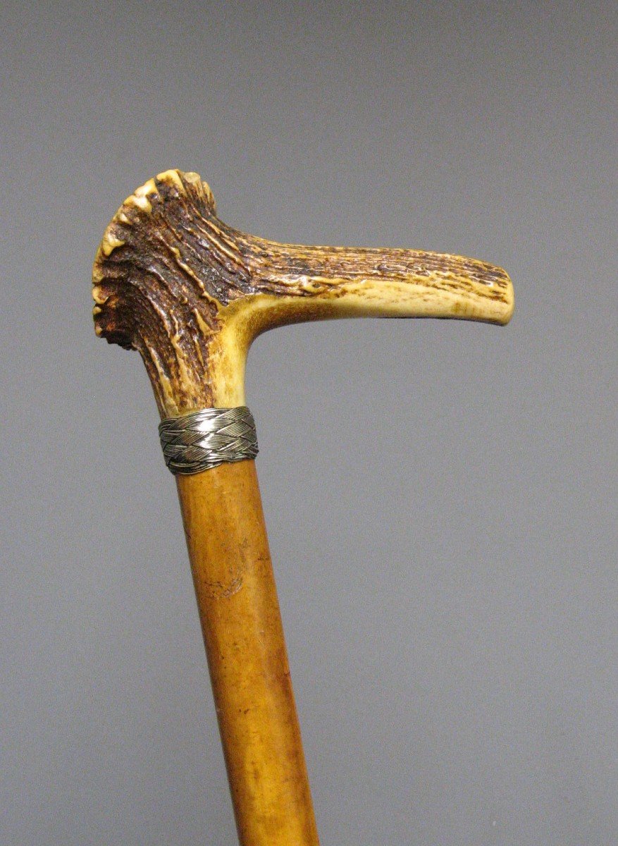 Cane With Deer Antler Handle On Reed Shaft.