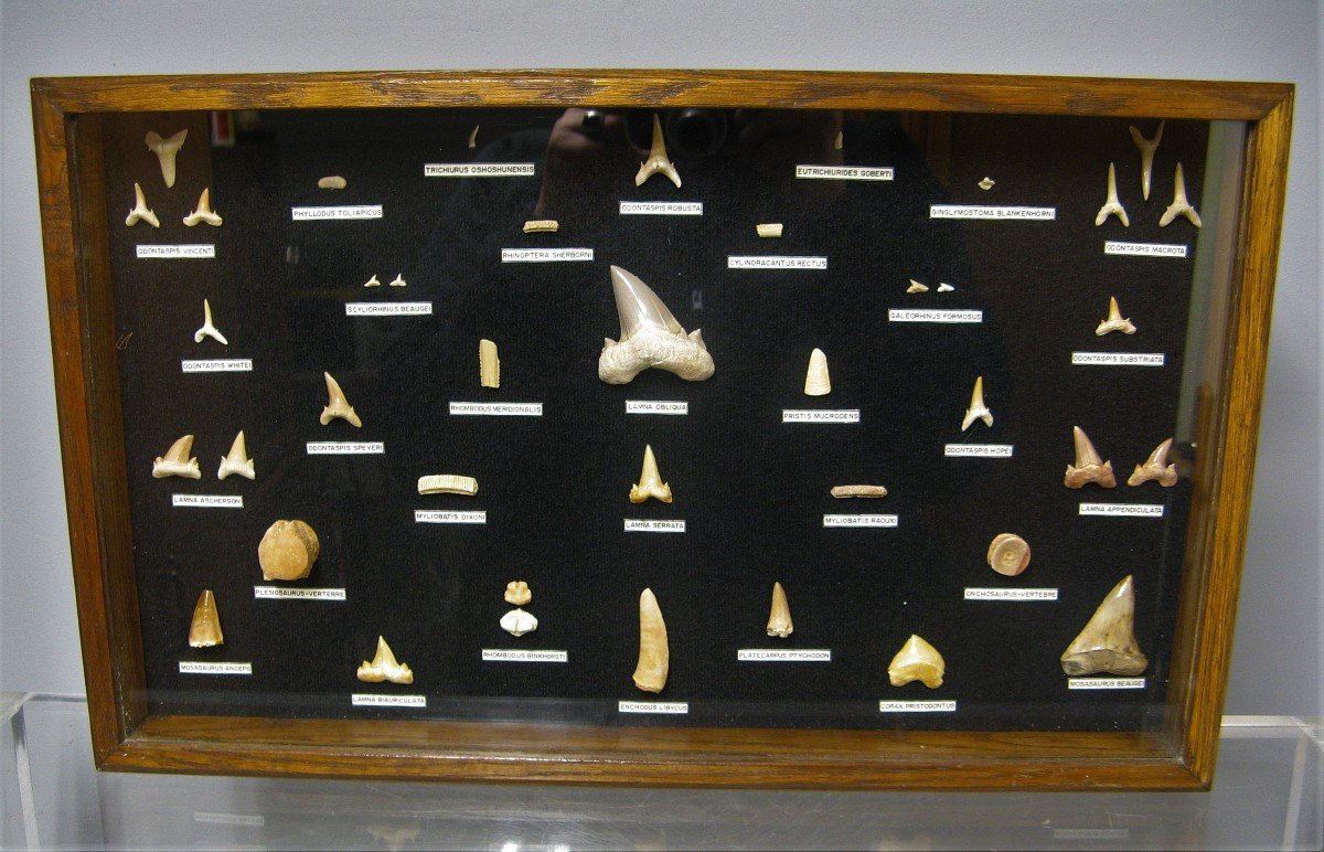 Collection De Dents De Requins Fossiles.