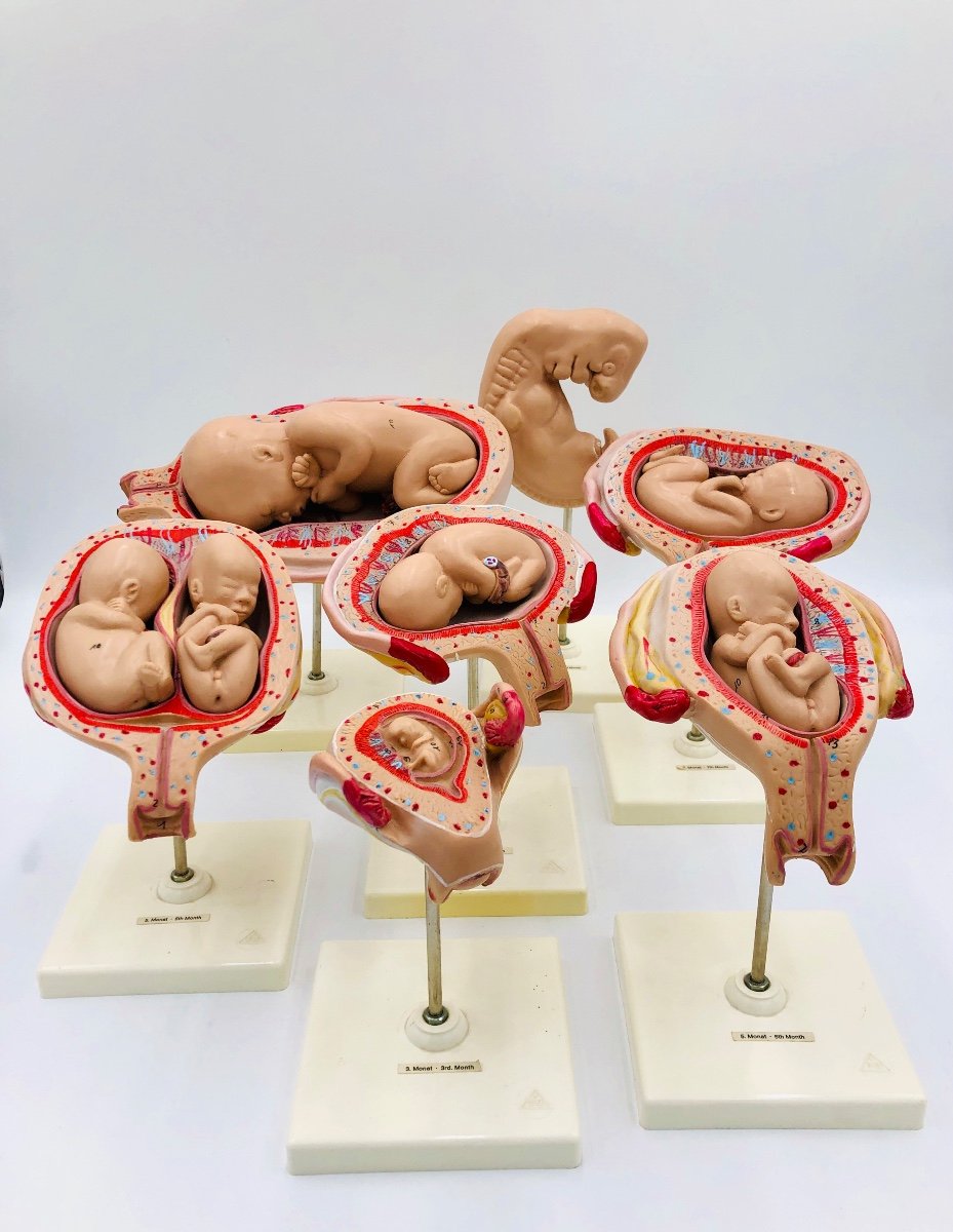 Modèles Anatomiques De L’ėvolution Du Foetus -photo-1