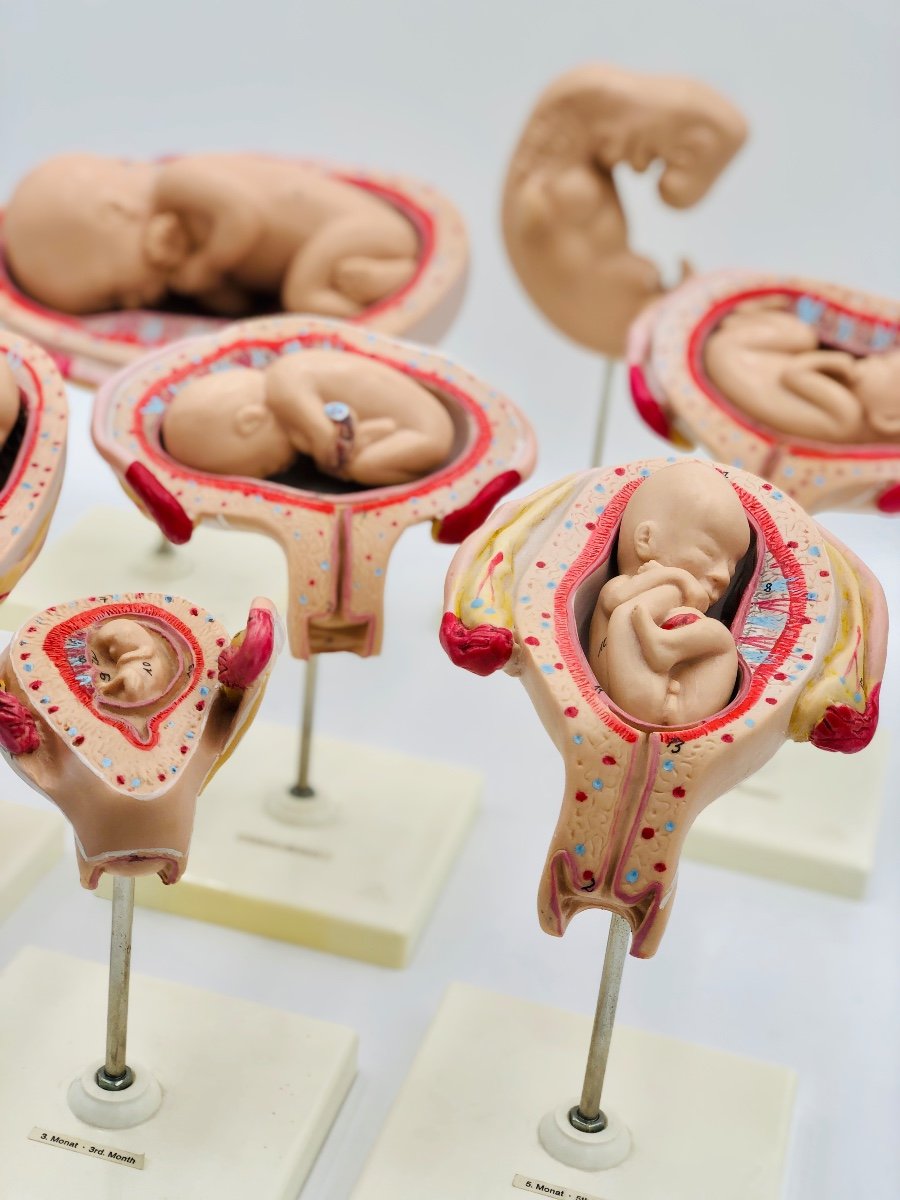 Modèles Anatomiques De L’ėvolution Du Foetus -photo-2