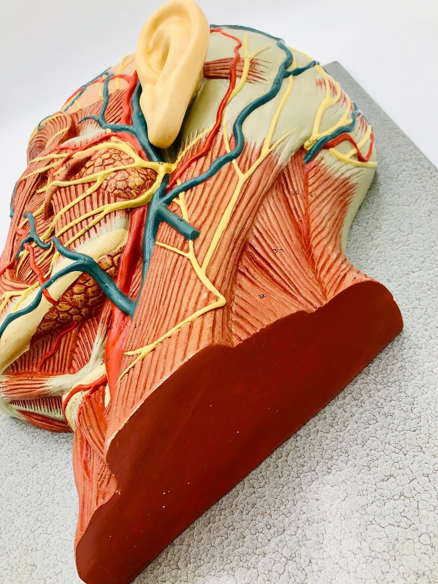 Anatomical Model Of The Face-photo-3