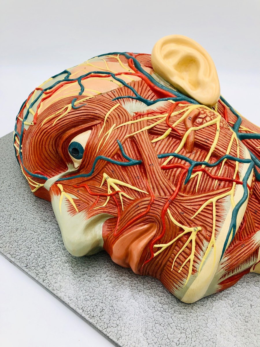 Anatomical Model Of The Face-photo-4