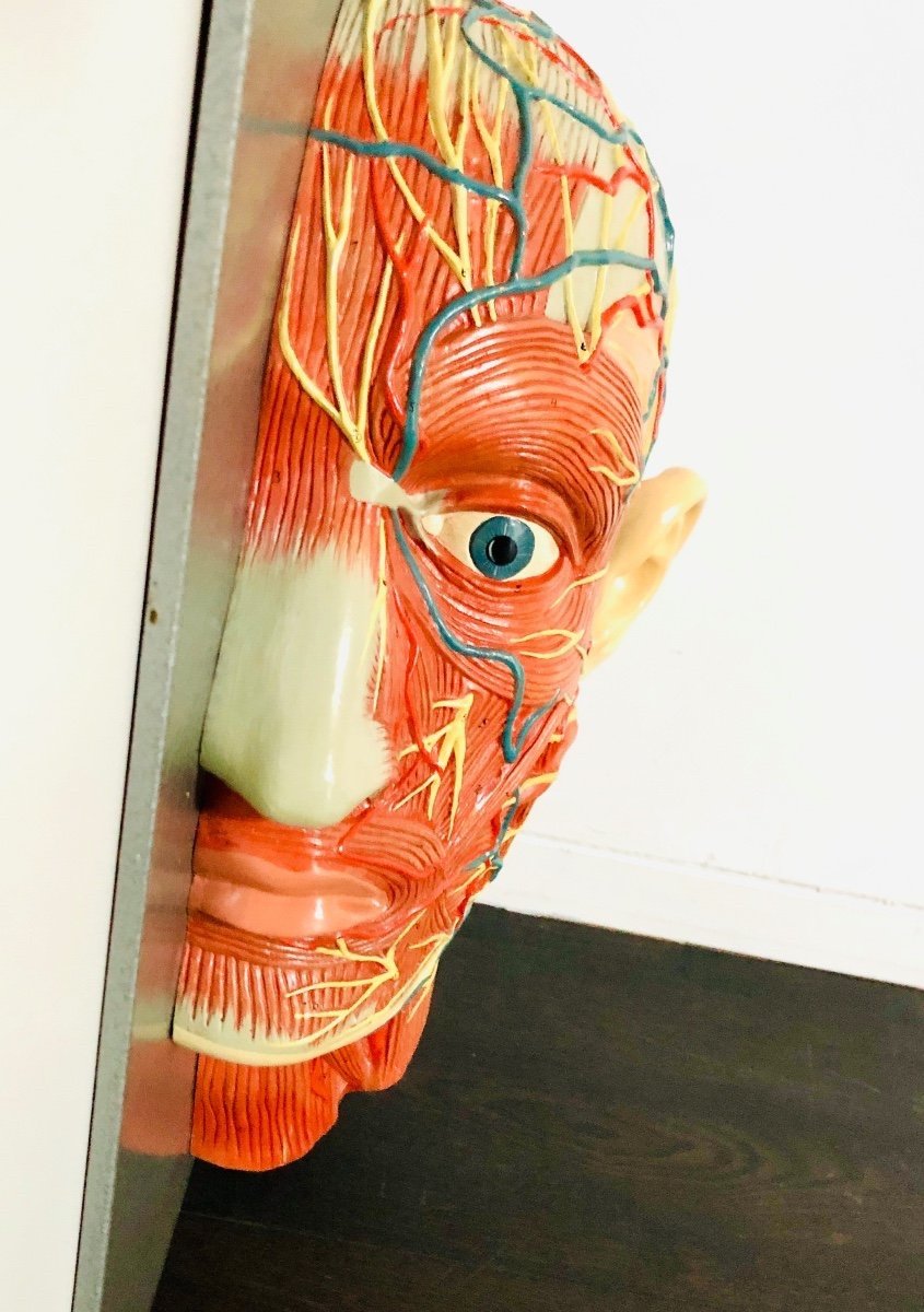 Anatomical Model Of The Face-photo-2