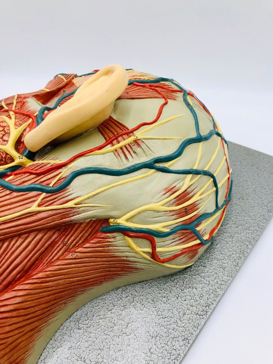 Anatomical Model Of The Face-photo-5