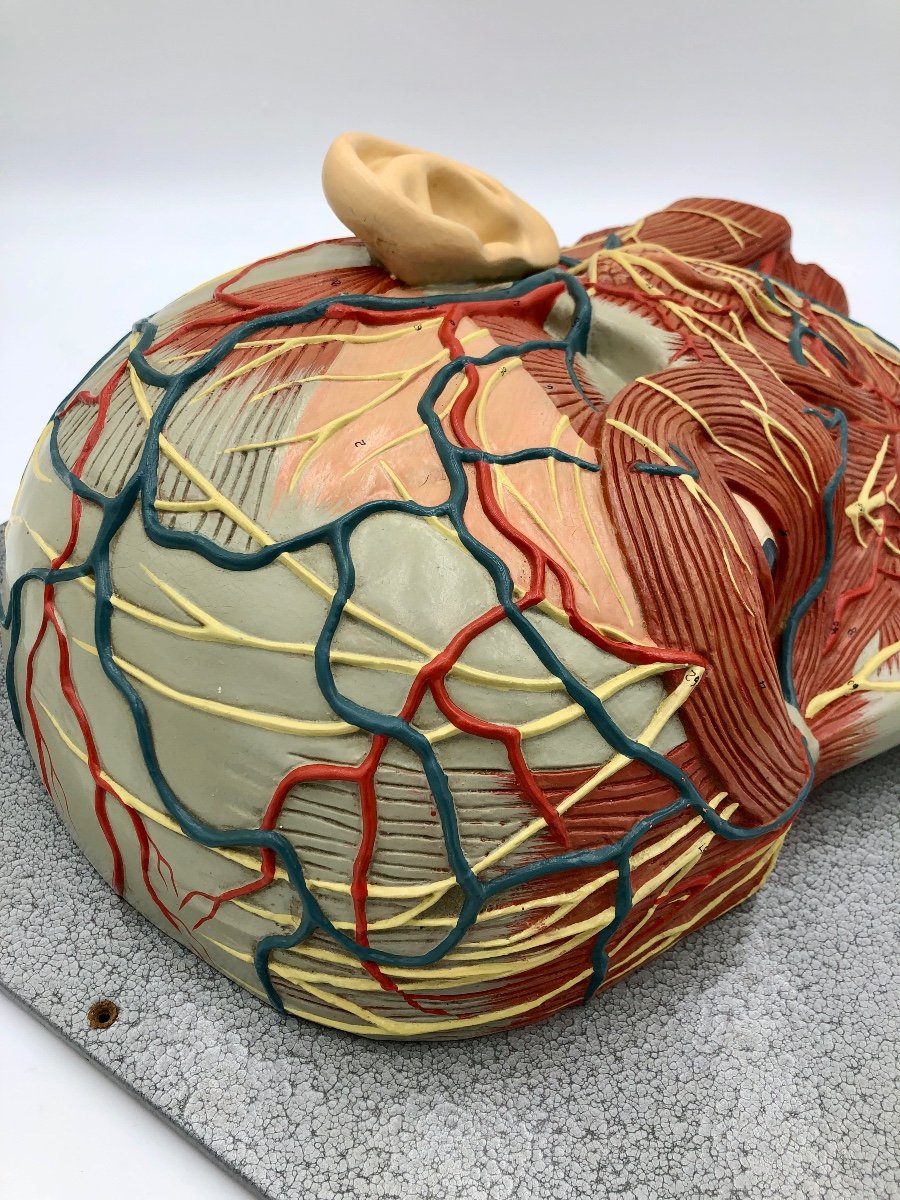 Anatomical Model Of The Face-photo-6