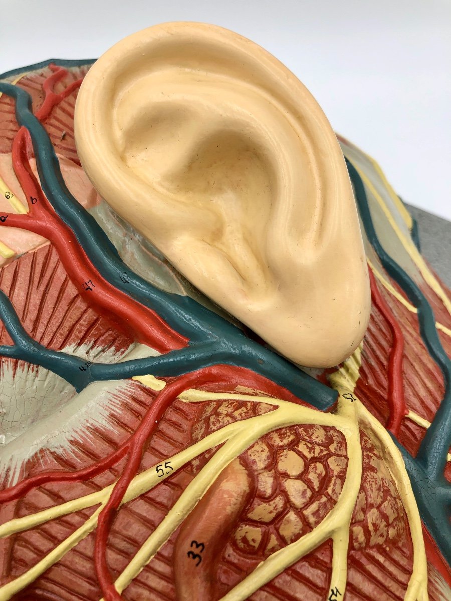 Anatomical Model Of The Face-photo-7