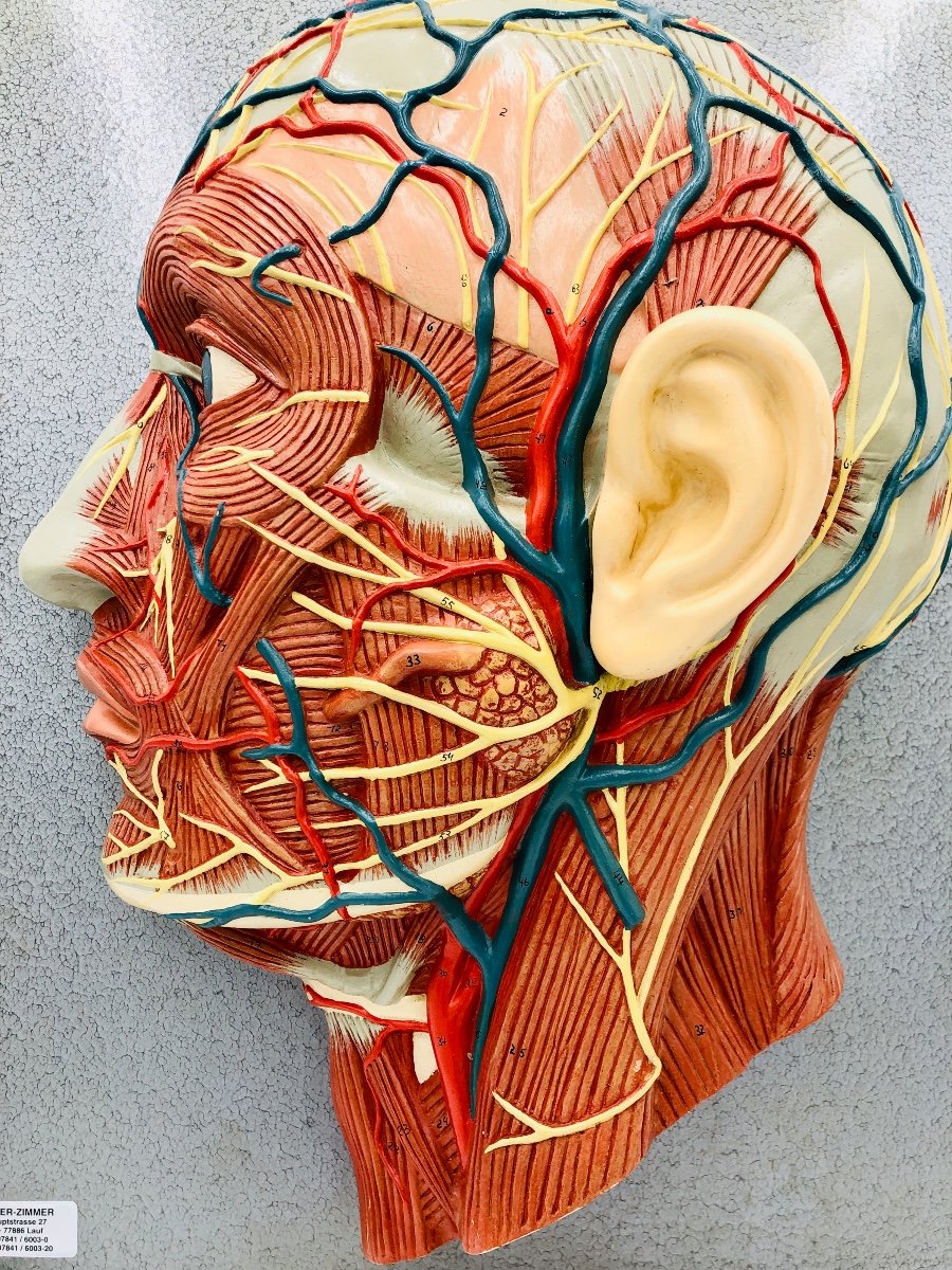 Anatomical Model Of The Face