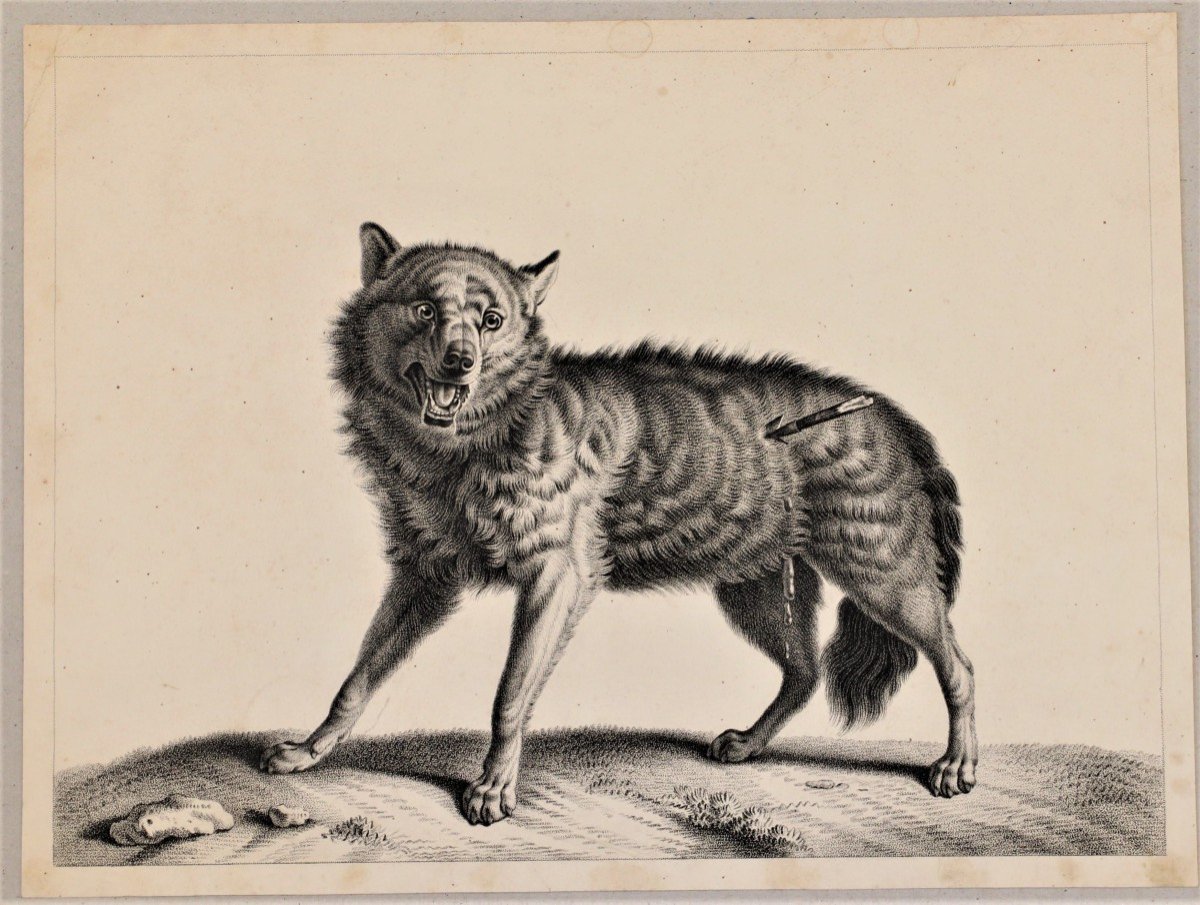 Proantic: Huet - Wolf - Rare Proof On Vellum Paper, C. 1810