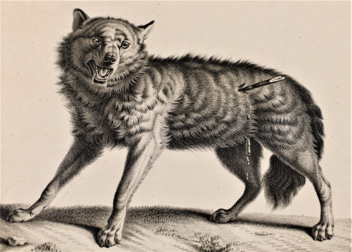 Huet - Loup - Rare épreuve Sur Papier Vélin, C. 1810-photo-3