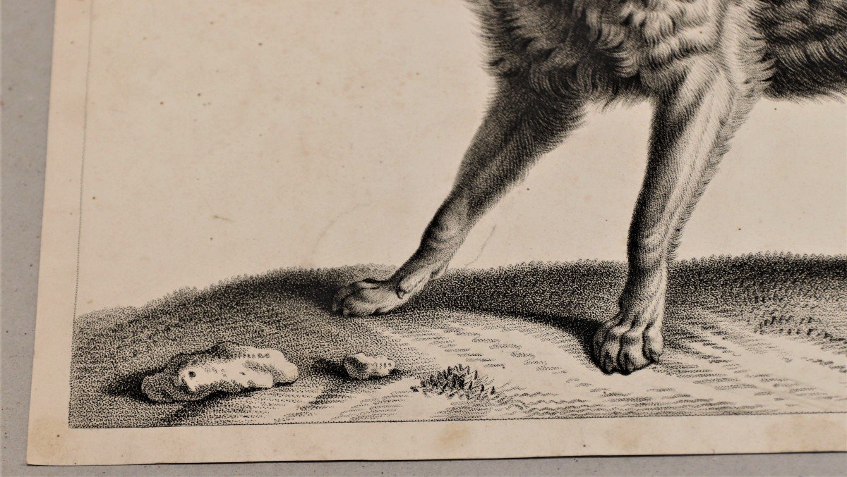 Huet - Loup - Rare épreuve Sur Papier Vélin, C. 1810-photo-4