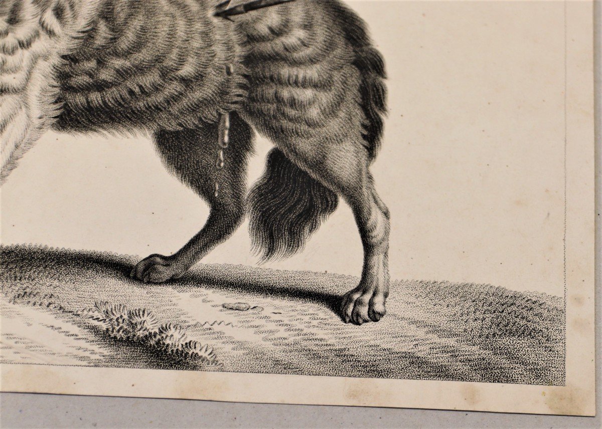 Huet - Loup - Rare épreuve Sur Papier Vélin, C. 1810-photo-1