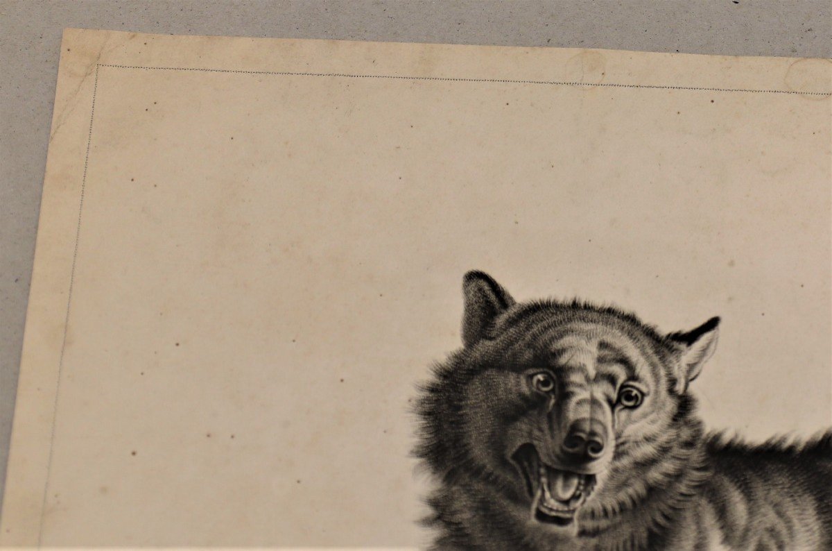 Huet - Loup - Rare épreuve Sur Papier Vélin, C. 1810-photo-2